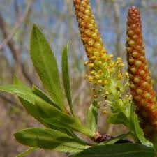 Attēlu rezultāti vaicājumam “Salix purpurea”
