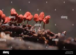 Attēlu rezultāti vaicājumam “Arcyria affinis stalked”