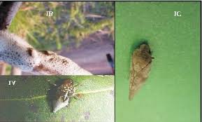 Attēlu rezultāti vaicājumam “Aphrophoridae nymph”