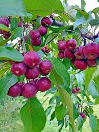 Attēlu rezultāti vaicājumam “Malus baccata fruit”
