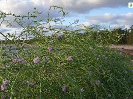 Attēlu rezultāti vaicājumam “Cakile maritima subsp. baltica flower”