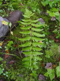 Attēlu rezultāti vaicājumam “Dryopteris cristata”