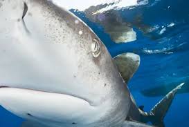 Image result for Carcharhinus longimanus