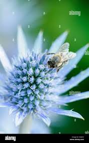 Attēlu rezultāti vaicājumam “Eryngium planum flower”
