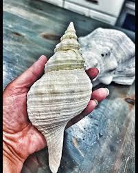 Image result for Triplofusus giganteus