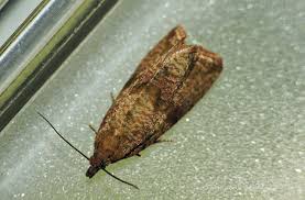 Attēlu rezultāti vaicājumam “Celypha striana”