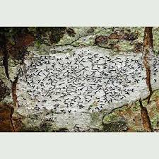 Attēlu rezultāti vaicājumam “Graphis scripta”