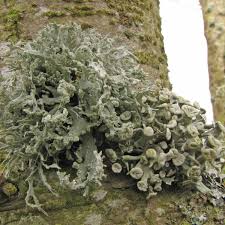 Attēlu rezultāti vaicājumam “Ramalina fastigiata”
