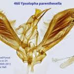 Attēlu rezultāti vaicājumam “Ypsolopha parenthesella”