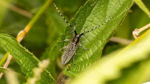 Attēlu rezultāti vaicājumam “Agapanthia villosoviridescens”