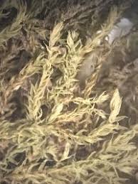 Attēlu rezultāti vaicājumam “Pohlia wahlenbergii var. calcarea”