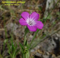 Image result for Agrostemma githago