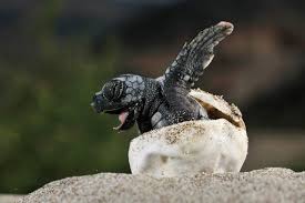 Image result for Caretta caretta