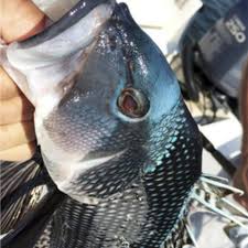 Image result for Newhaven Deep Sea Anglers