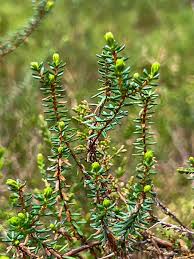 Attēlu rezultāti vaicājumam “Empetrum nigrum leaf”