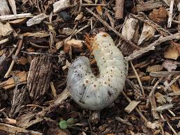 Attēlu rezultāti vaicājumam “Oryctes nasicornis larva”