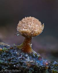 Attēlu rezultāti vaicājumam “Dianemataceae”