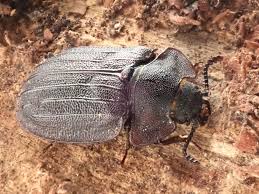 Attēlu rezultāti vaicājumam “Peltis grossa”