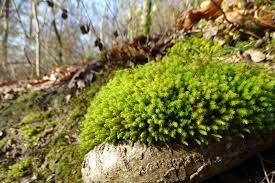 Attēlu rezultāti vaicājumam “Anomodon viticulosus”