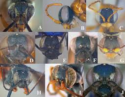 Attēlu rezultāti vaicājumam “Dipogon sp.”