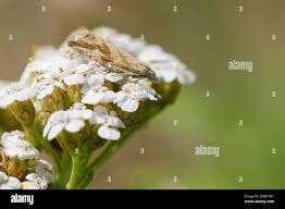 Attēlu rezultāti vaicājumam “Thiodia citrana”