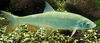 Image result for Chondrostoma nasus