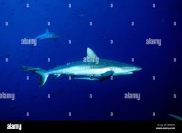Image result for Carcharhinus amblyrhynchos