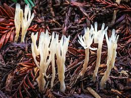 Attēlu rezultāti vaicājumam “Tremellodendropsis tuberosa”