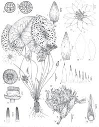 Attēlu rezultāti vaicājumam “Nymphaeaceae”