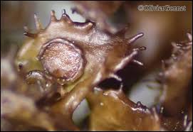 Attēlu rezultāti vaicājumam “Cetraria ericetorum”