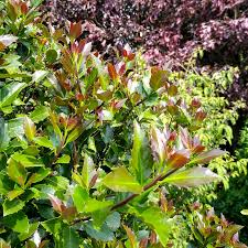 Attēlu rezultāti vaicājumam “Ilex x meserveae”