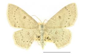 Attēlu rezultāti vaicājumam “Cyclophora albipunctata”