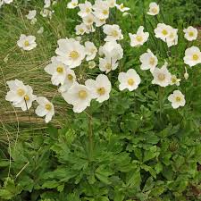 Attēlu rezultāti vaicājumam “Anemone sylvestris fruit”