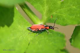 Attēlu rezultāti vaicājumam “Anthocomus rufus”