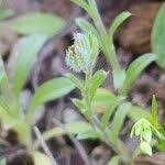 Attēlu rezultāti vaicājumam “Myosotis stricta fruit”