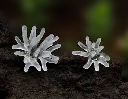 Attēlu rezultāti vaicājumam “Ceratiomyxa fruticulosa macro”