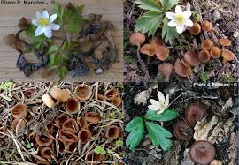 Attēlu rezultāti vaicājumam “Dumontinia tuberosa”