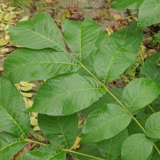 Attēlu rezultāti vaicājumam “Juglans x sinensis leaf”