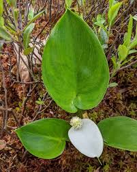 Attēlu rezultāti vaicājumam “Calla palustris leaf”