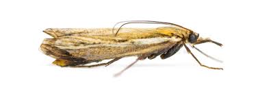 Attēlu rezultāti vaicājumam “Agriphila tristella”