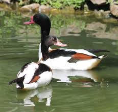 Attēlu rezultāti vaicājumam “Tadorna tadorna male”