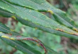 Attēlu rezultāti vaicājumam “Rabdophaga salicis”