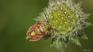Attēlu rezultāti vaicājumam “Carpocoris sp. nymph”