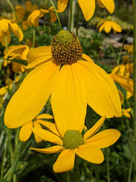 Image result for Rudbeckia