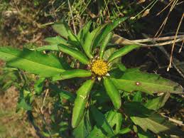 Attēlu rezultāti vaicājumam “Bidens tripartita flower”