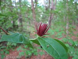 Attēlu rezultāti vaicājumam “Calycanthus floridus”