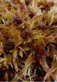 Attēlu rezultāti vaicājumam “Sphagnum angustifolium”