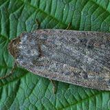 Attēlu rezultāti vaicājumam “Cryptocala chardinyi”