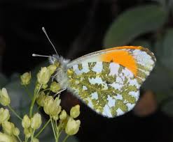 Attēlu rezultāti vaicājumam “Anthocharis cardamines underside”