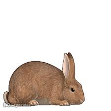 Attēlu rezultāti vaicājumam “Leporida”